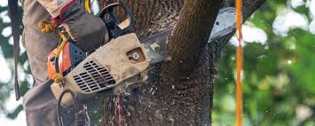 Best Tree Trimming and Pruning  in Collierville, CA