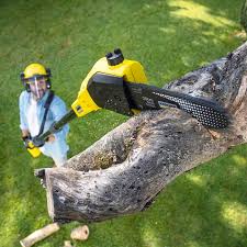 Best Lawn Maintenance Plans  in Collierville, CA