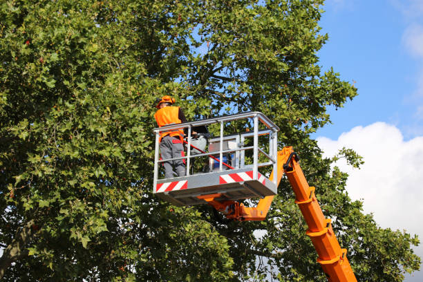 How Our Tree Care Process Works  in  Collierville, CA