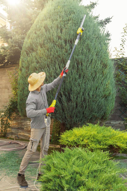 Best Tree Removal  in Collierville, CA