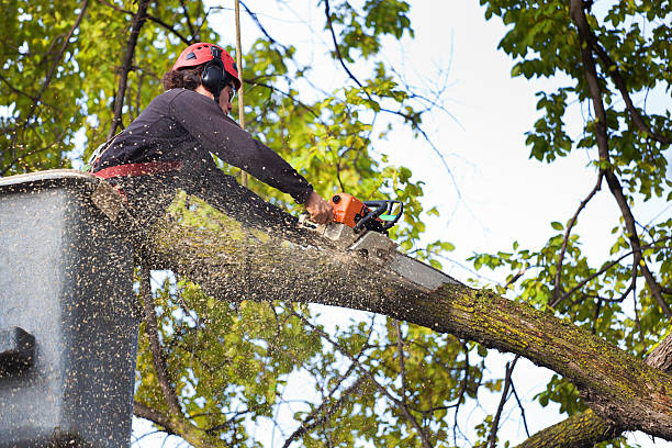 Best Fruit Tree Pruning  in Collierville, CA